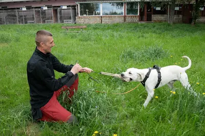 Szkolenie psów - Doradztwo behawioralne Andrzej Morawski